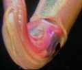 squid